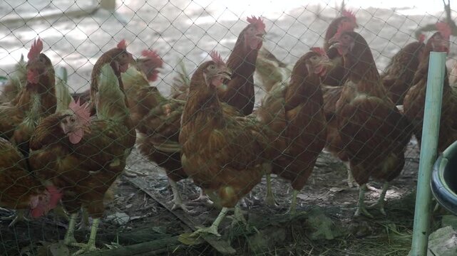 Brown laying hens inside a wire-fenced enclosure at an organic or traditional free-range poultry farm.