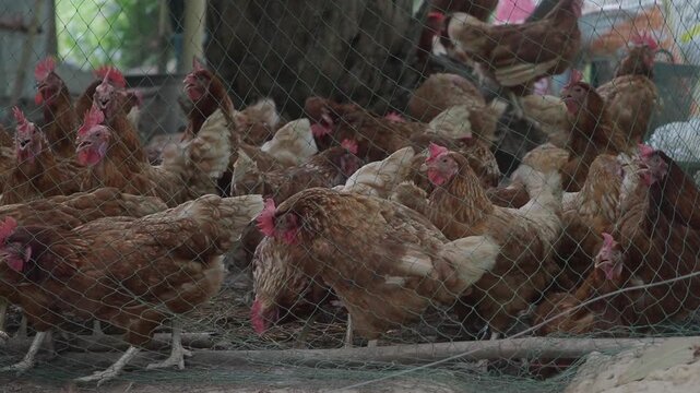 Brown laying hens inside a wire-fenced enclosure at an organic or traditional free-range poultry farm.
