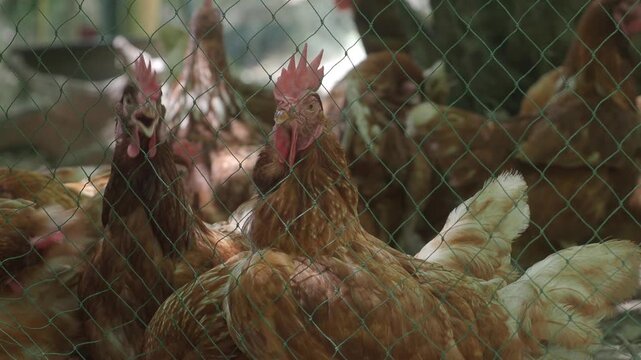 Brown laying hens inside a wire-fenced enclosure at an organic or traditional free-range poultry farm.