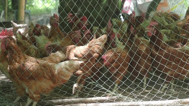 Brown laying hens inside a wire-fenced enclosure at an organic or traditional free-range poultry farm.