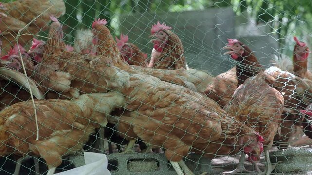 Brown laying hens inside a wire-fenced enclosure at an organic or traditional free-range poultry farm.