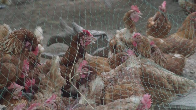 Brown laying hens inside a wire-fenced enclosure at an organic or traditional free-range poultry farm.