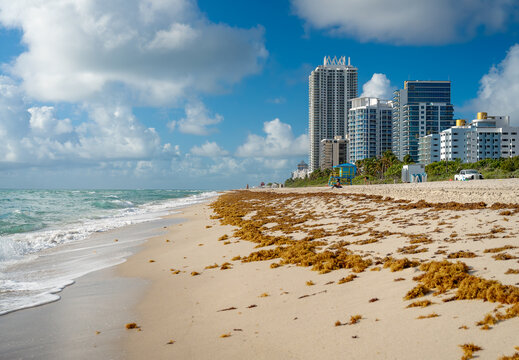 Miami, USA, 1 May 2026: Ocean waves crashing on sandy coastline, Miami Beach, Florida. Seaside perspective focusing on surf rolling onto beach with organic debris and distant metropolitan buildings.