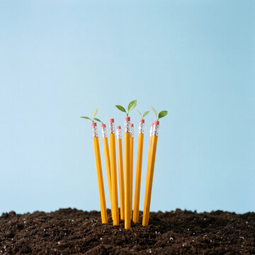 Pencils with green sprouts growing out of soil