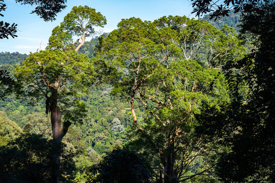 Majestic emergent dipterocarp trees towering over a lush tropical rainforest canopy under a clear blue sky