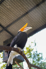 Southern hornbill bird perched on branch in zoo enclosure © Firman Maulana Ihsan