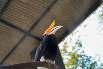Southern crowned hornbill perched on a branch © Firman Maulana Ihsan