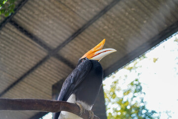 Southern hornbill bird perched on branch in zoo enclosure © Firman Maulana Ihsan
