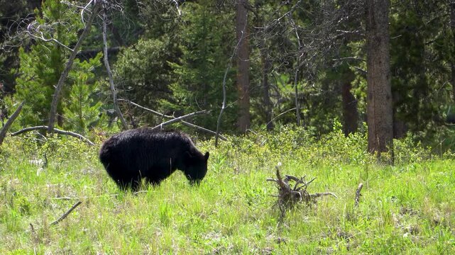 Black Bear Foraging Near Hayden Valley in Yellowstone National Park