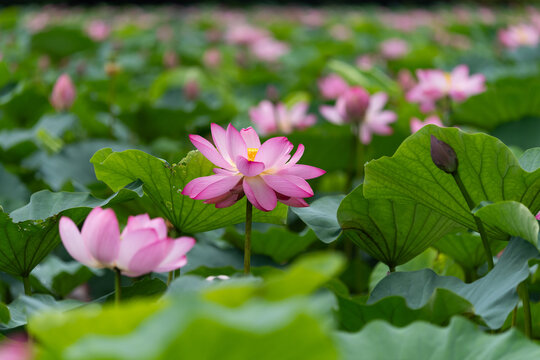 夏の蓮池