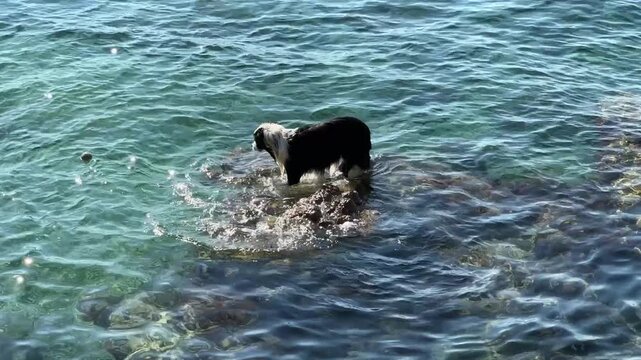 Dog plays near water and explores rocks at a coastal location on a sunny day