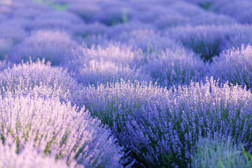 Obraz premium Soft focus purple lavender field in bloom at golden hour with copy space.