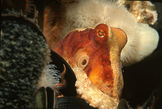 California octopus looks out from lair.