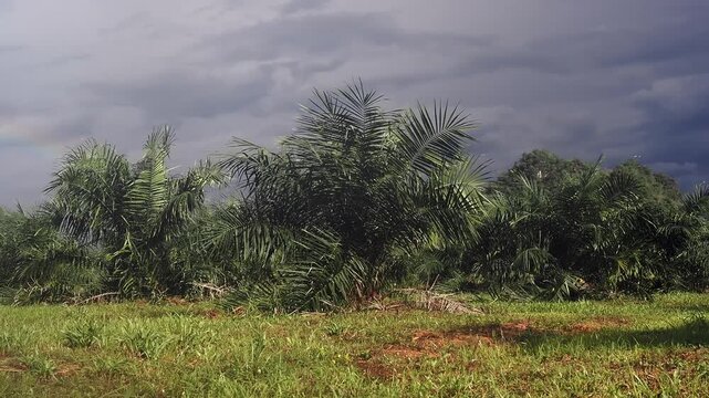 Oil palm plantation in southern Thailand featuring young palm trees aged approximately 2&ndash;3 years, with rain, mountains, and a rainbow in the background.