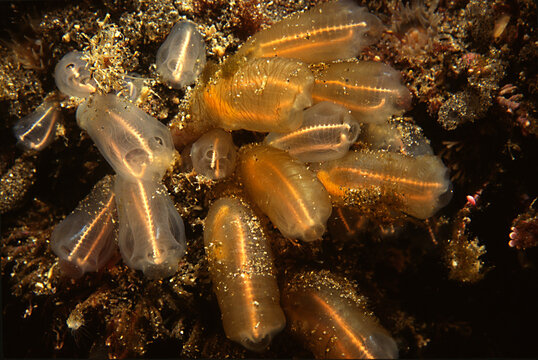 Grouping of tunicates on rock reef.