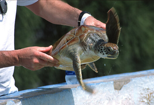 Young sea turtle at farm.