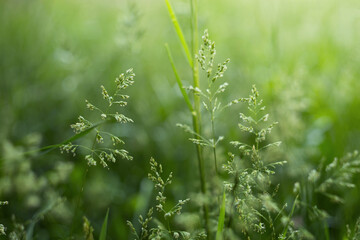 Detailed macro shot of blooming wild grass stems on a green meadow with soft blurred background during bright spring day. © Jana Krizova
