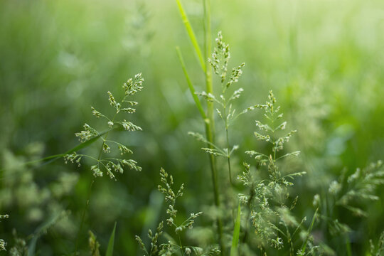 Detailed macro shot of blooming wild grass stems on a green meadow with soft blurred background during bright spring day.