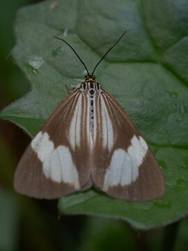 Mauritius Asota borbonica - brown and white winged Erebidae moth