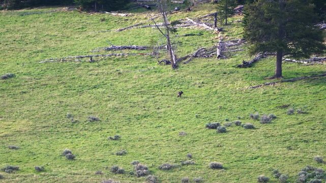 Distant Wolf Pack Roaming Yellowstone&rsquo;s Open Hillside