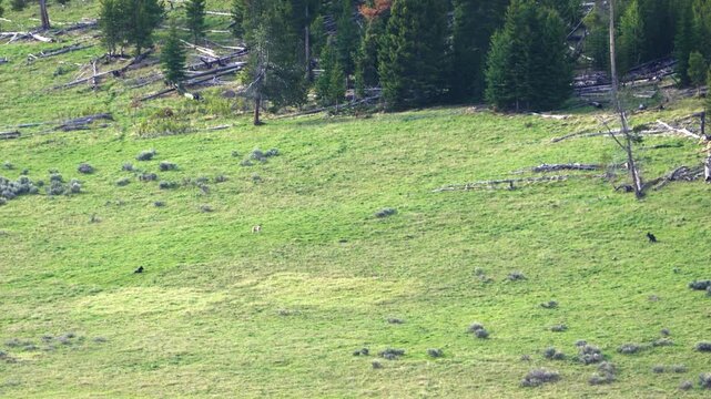 Distant Wolf Pack Roaming Yellowstone&rsquo;s Open Hillside