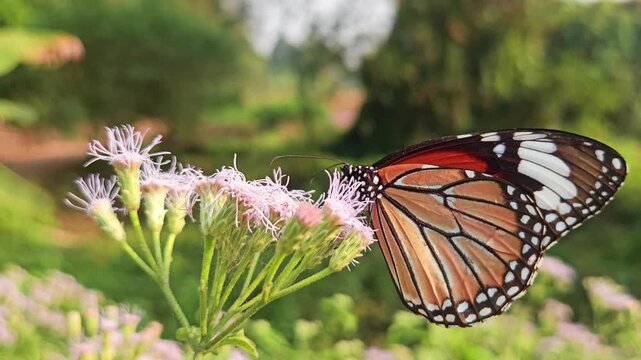 Tiger Butterfly collecting nectar from delicate white wildflowers. Butterfly's long proboscis, intricate wing patterns, and natural pollination behavior. Perfect for wildlife documentaries, entomology