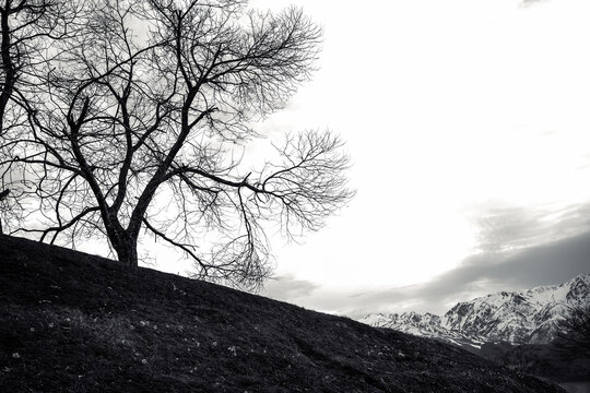  Black and white landscape featuring a leafless tree silhouetted on a grassy hillside with snow-capped mountains 