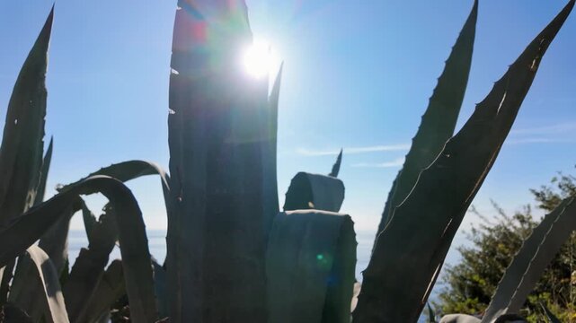Pan right low angle view of large agave americana with dramatic dark silhouette spiky leaves against bright blue sky on antalya coast.
