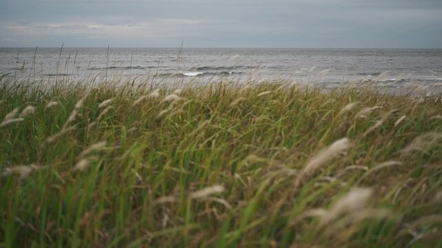 Grassland landscape with gray sky and waves crashing on a long sandy beach in the background