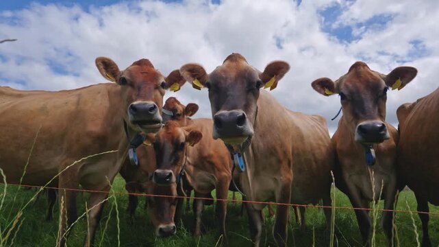 A group of Jersey cows with brown coats stand close together in a lush green pasture chewing grass near a wire fence under a cloudy sky. Looe United Kingdom