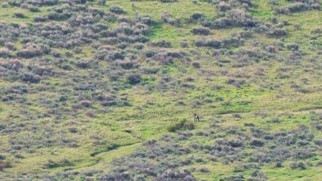 Distant Wolf Pack Roaming Yellowstone&rsquo;s Open Hillside