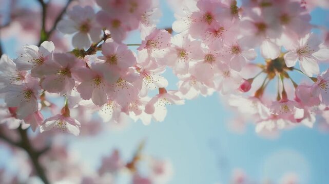 Close up of Delicate Pink Cherry Blossoms Unfurling in Gentle Breeze Against Soft Pastel Sky, Spring Sakura Full HD Video
