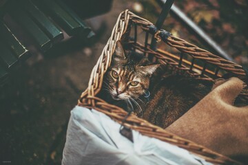 Person holding a basket with a cat inside © Ibolya