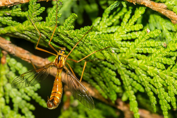 Obraz premium Tiger Crane Fly - Nephrotoma spp.