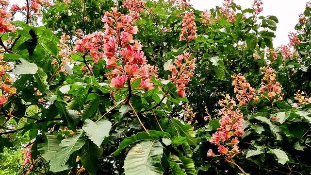 Pink chestnut tree blooming with lush flowers on branches outdoor
