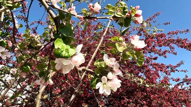 White apple blossom branches blooming with red floral background sky