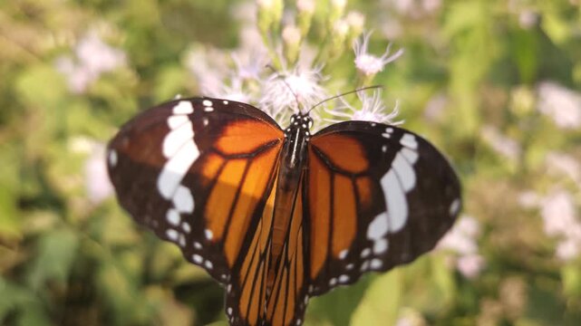 Macro Close Up of Plain Tiger Butterfly Pollinating White Wildflowers, Butterfly Wings, Nectar Feeding, Tropical Wildlife, Nature Documentary, 4K Cinematic Footage