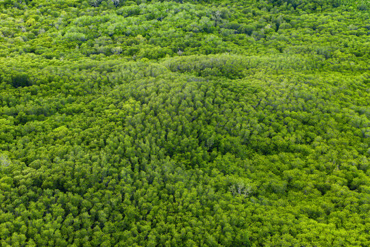 High angle view of tropical mangrove ecosystem in Nusa Lembongan