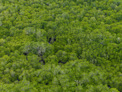High angle view of lush green mangrove trees in Nusa Lembongan, Indonesia