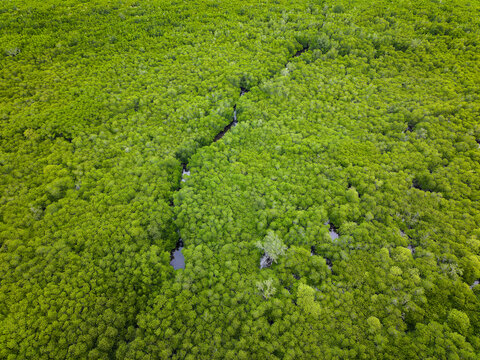 High angle view of a vibrant green mangrove forest canopy with a narrow waterway