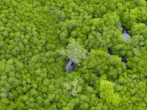 Looking down at a dense, vibrant green forest canopy with small waterways