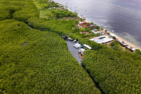 Drone shot showing dense green mangrove forest winding along a tropical coastline