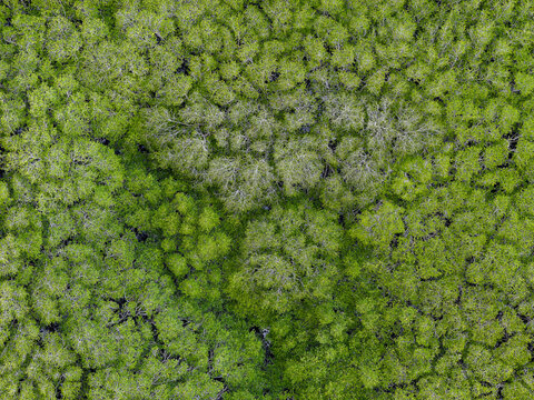 Drone shot of lush mangrove forest canopy in Nusa Lembongan, Bali, Indonesia