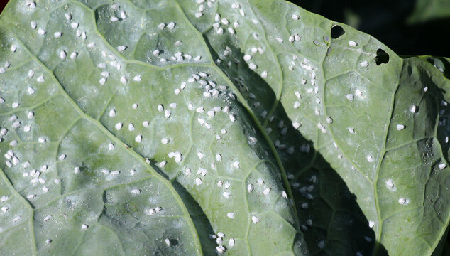  Whitefly  (Aleyrodes proletella) on the plant