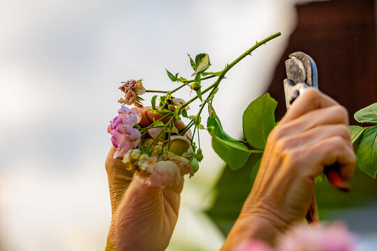 Senior hands pruning rose bush in blooming garden