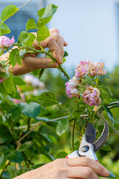 Senior hands pruning rose bush in blooming garden