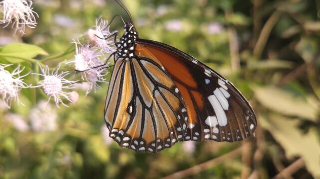 Macro Close Up of Plain Tiger Butterfly Pollinating White Wildflowers, Butterfly Wings, Nectar Feeding, Tropical Wildlife, Nature Documentary, 4K Cinematic Footage