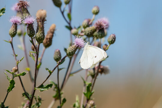 Papillon 