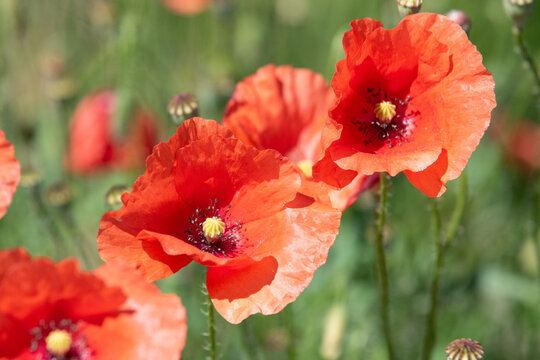 Coquelicots &eacute;t&eacute; 