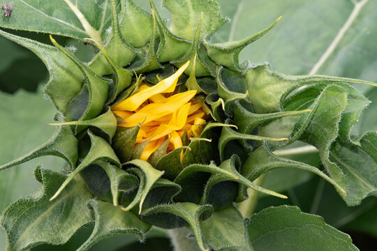 Tournesol en &eacute;closion